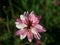 Top view of wild flower clover in the field with blurred