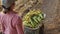 Top view woman farmer rolls wheelbarrow full of corn