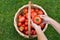 Top view of woman farmers hands holding harvested ripe tomatoes, basket with freshly picked tomatoes on green grass