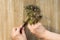 Top view of woman hand cutting Aeonium with root for cutting and potting on the wooden background