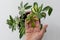 Top view of woman hand holding schefflera leaves with dark dots because of illness