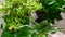 Top View of Woman Hand Puts and Touch One of Pot with Green Plant