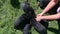 Top view woman hands put german shepherd puppies drink milk