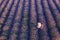 Top view of woman in hat picking lavender in basket