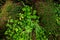 Top view of the wood sorrel (Oxalis acetosella) and moss growing in the forest among the roots of the trees