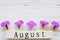 Top view of wooden calendar with August sign and pink flowers