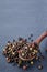 Top view of a wooden spoon full of allspice seeds isolated on dark background, shallow depth of field, front focus