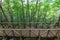 Top view of wooden walkway, without people, in a green forest with ferns, in Cantabria, Spain,