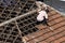 Top view of a worker removing tiles from a house to renovate the roof of a commercial poin