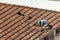 Top view of a worker removing tiles from a house to renovate the roof of a commercial poin