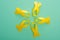 Top view of yellow awareness ribbons on turquoise background, international childhood cancer day concept.