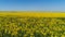 Top view of yellow blooming field on sunny day. Shot. Picturesque beautiful view of yellow solar field on background