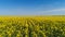 Top view of yellow blooming field on sunny day. Shot. Picturesque beautiful view of yellow solar field on background