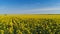 Top view of yellow blooming field on sunny day. Shot. Picturesque beautiful view of yellow solar field on background