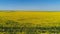 Top view of yellow blooming field on sunny day. Shot. Picturesque beautiful view of yellow solar field on background