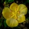 Top view of yellow California Glory flower