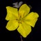 Top view of yellow California Glory flower