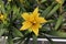 Top view of the yellow stalk leaves on a Bromicade plant