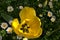 Top view of a yellow tulip among daisies and green grasses