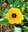 Top view of yellow tulip. Pretty blossom on a sunny day in the garden.