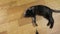 Top view of a young black cat playing with a mouse on a string