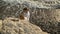 Top view of young chatting couple walking along a rocky ocean coast with big waves, creating foam. Slow motion