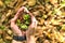 Top view of young man`s hand holding Crataegus spp. Hawthorn berries with green leaves on fallen autumn yellow leaves background