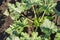 Top view of young organic zucchini seedlings. Organic farming. Mulching vegetable beds