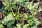 Top view of young organic zucchini seedlings. Organic farming. Mulching vegetable beds