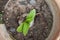 Top view of young plant hippeastrum or amaryllis flower growing in brown broken pot.