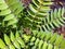 Top view of a young sapling tree Ailanthus altissima