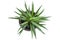 Top view of young Spider Plant or Chlorophytum bichetii Karrer Backer plant is growing in brown pot isolated on white background