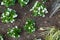 Top view of young white Begonia plants