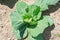 Top view of yuong fresh cabbage in the vegetable garden