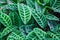 Top View of Zebra Plant Calathea Zebrina tropical striped evergreen ornamental plant leaves foliage wallpaper background