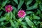 top view Zinnia pink on green leaves