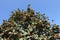 Top of whitebeam tree against blue sky