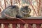 At the top of the wooden fence lies a cute cat against the background of a village house and looks at the photographer.