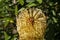 Top of a yellow cone of silver banksia in the sunshine