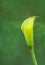 Top of a yellow pitcher like flower