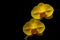 Topaz yellow color phalaenopsis orchids against black background