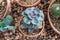 Topdown view of Echeveria Tippy Pink Tip Pointy Lotus Succulent in pot sitting on gravel surrounded by other succulents -