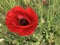 Tope view of a beautiful red wild tulip in a green field