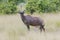 Topi in African bush