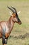 Topi Antelope