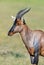 Topi antelope