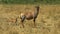 Topi antelope and baby in masai mara, kenya