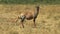 Topi antelope and baby in masai mara, kenya