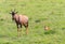 A Topi Antelope Calf Resting as the Mother Looks Out for Danger.