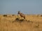 Topi Antelope Damaliscus lunatus